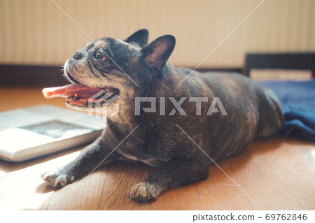 黑色法國公牛碼頭躺在地板上 69762846