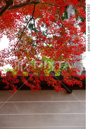 Scenic spot of autumn leaves Kyoto Manshuin Monzeki Scenic spot of autumn leaves Kyoto Manshuin Monzeki 69763083