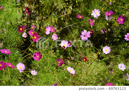 從電梯看到的波斯菊 從電梯看到的波斯菊 69763123