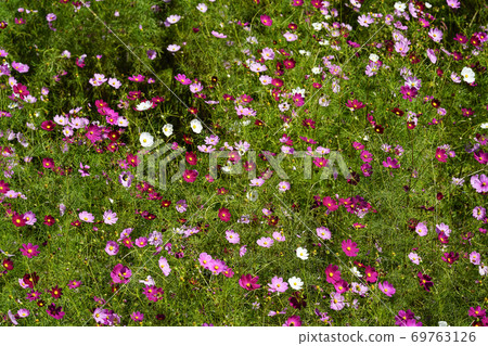 從電梯看到的波斯菊 69763126