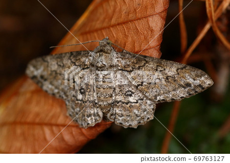 生物，昆蟲，Yomogiedashaku，清醒的釋迦。翅膀的圖案就像帶有亞洲風味的蠟染 69763127