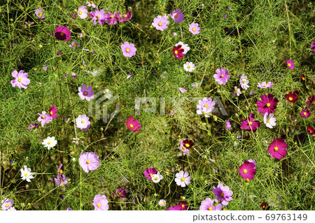 Cosmos seen from the lift 69763149