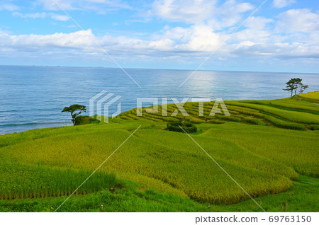 Shiromai Senhada世界農業遺產輪島市 69763150