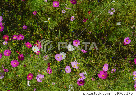 Cosmos seen from the lift 69763170