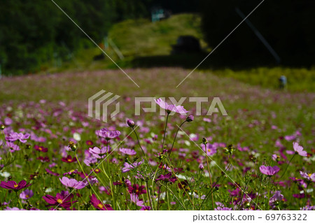 開花在高原的波斯菊 69763322