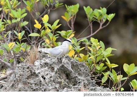Wild Bird/Summer Migratory Bird Eri Guro Tern 69763464