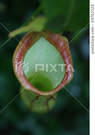 Carnivorous plant Nepenthes cultivated in the Amazon Brazil Carnivorous plant Nepenthes cultivated in the Amazon Brazil 69763528