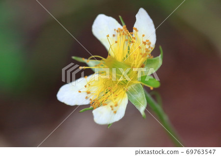 Geum pentapetalum alpine plant Senjojiki in the Central Alps Geum pentapetalum alpine plant Senjojiki in the Central Alps 69763547