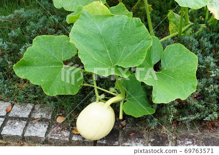 Jumbo pumpkin Jumbo pumpkin 69763571