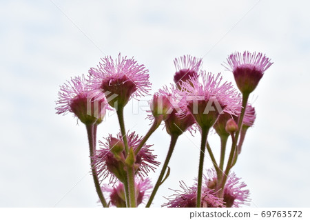 Flowers Flowers 69763572
