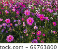  Cosmos field 69763800