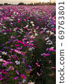  Cosmos field 69763801