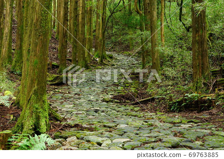 Cobblestones of Hakone Old Highway surrounded by cedar forest 69763885
