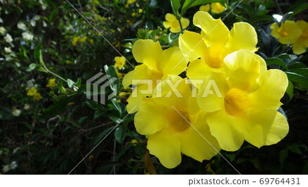 [Tropical plants] Yellow Allamanda cathartic flowers 69764431