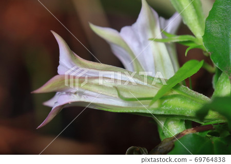 Tripterospermum vulgaris, wild grass Tripterospermum vulgaris, wild grass 69764838