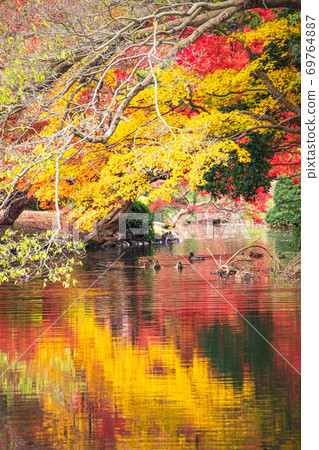 父母和孩子水鳥在秋天的落葉中游泳 69764887