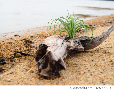 Driftwood Driftwood 69764893