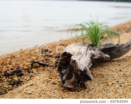 Driftwood Driftwood 69764894