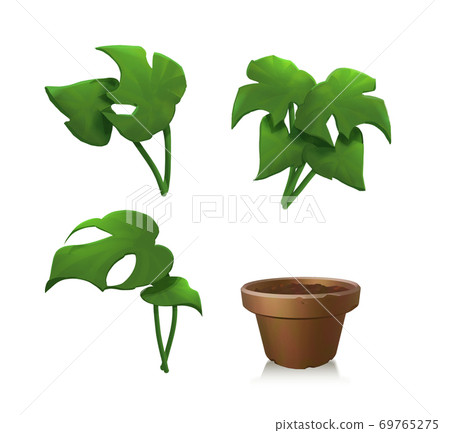 室內觀賞植物與盆栽 69765275