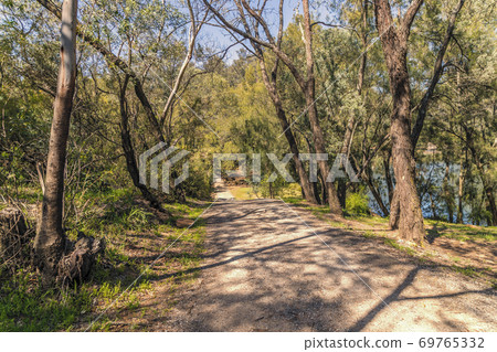 A dirt road through a forest of gum trees in a park 69765332