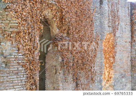 A dead brown creeper with leaves on the side of an old brick wall A dead brown creeper with leaves on the side of an old brick wall 69765333