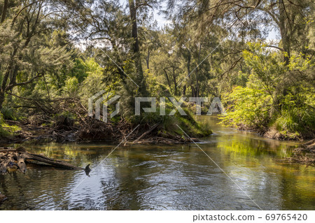 A creek running through a forest of green trees in the sunshine A creek running through a forest of green trees in the sunshine 69765420