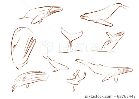 Whale line art illustration 69765442