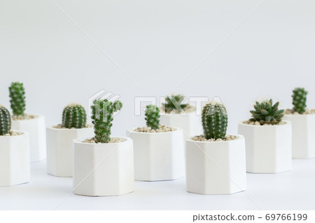 Collection of cactus or succulent plants different in pots, over white background. Collection of cactus or succulent plants different in pots, over white background. 69766199
