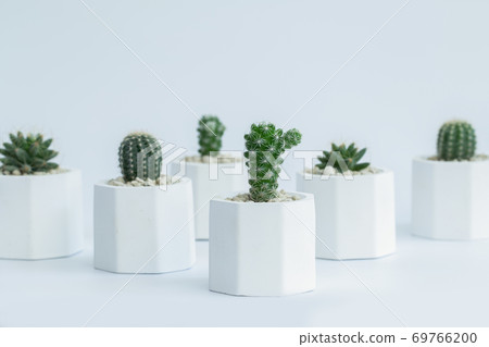 Collection of cactus or succulent plants different in pots, over white background. Collection of cactus or succulent plants different in pots, over white background. 69766200