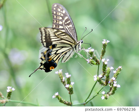 Kiageha參觀了Arechihanagusa的花朵 69766236