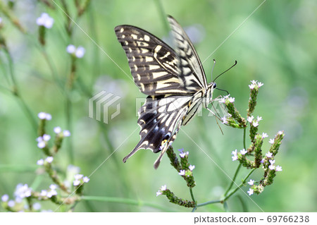 Papilio machaon visiting the flowers of Arechihanagusa Papilio machaon visiting the flowers of Arechihanagusa 69766238