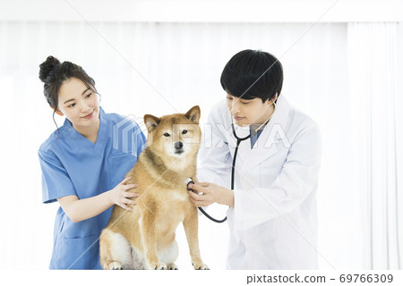 Veterinary practice stethoscope 69766309