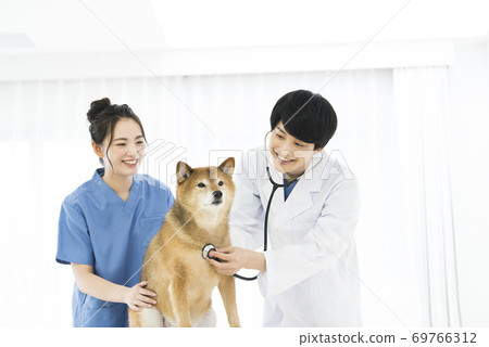 Veterinary practice stethoscope Veterinary practice stethoscope 69766312