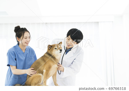 Veterinary practice stethoscope 69766318