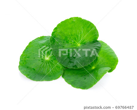 Closeup leaf of Gotu kola, Asiatic pennywort, asiatic leaf isola Closeup leaf of Gotu kola, Asiatic pennywort, asiatic leaf isola 69766487