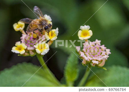 Bees collecting nectar from flower, bee on a flower Bees collecting nectar from flower, bee on a flower 69766784