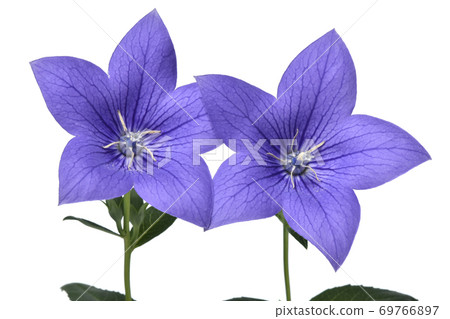 Kikyo flower with transparent petals (fixed) 69766897