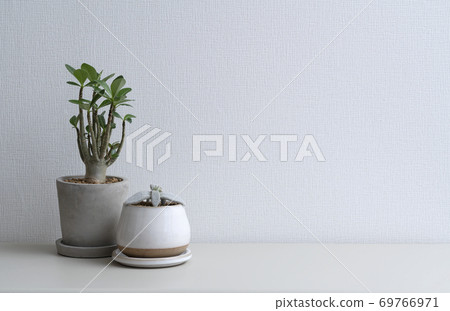 白牆與觀葉植物和空間 白牆與觀葉植物和空間 69766971