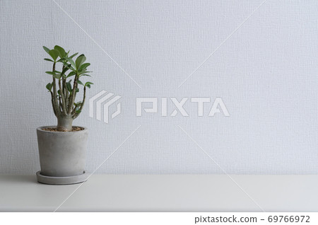 White wall with foliage plants and space 69766972