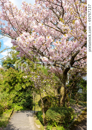 Mitoku Sakura (Mt. Mitoku) Mitoku Sakura (Mt. Mitoku) 69767137