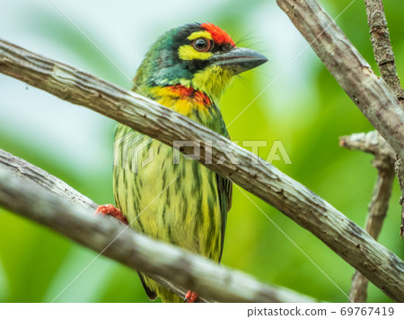 coppersmith barbet perched on the tree green background 69767419
