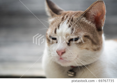 Close up view of a cute cat, selective focus. Close up view of a cute cat, selective focus. 69767735