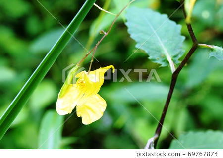 Kitsurifune(黃色漁船)花和藍色水果 Kitsurifune(黃色漁船)花和藍色水果 69767873