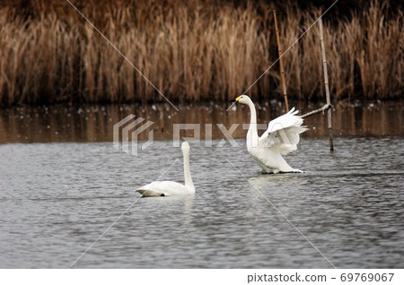 琵琶湖耀西為背景的天鵝展翅 琵琶湖耀西為背景的天鵝展翅 69769067