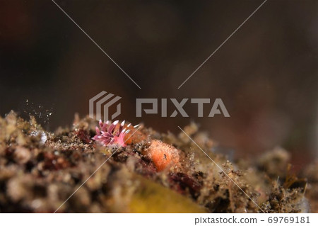 Hohobenimi no Umiushi第2部分 Hohobenimi no Umiushi第2部分 69769181