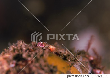 Hohobenimi no Umiushi Part③ Hohobenimi no Umiushi Part③ 69769183