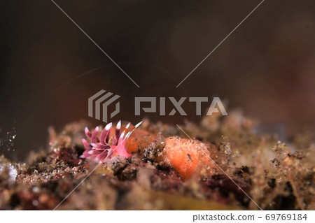 Hoho Benimi no Umiushi Part ④ 69769184