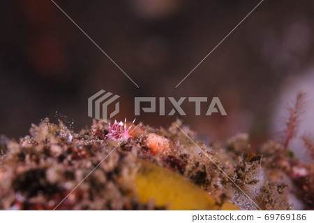 Hohobenimi no Umiushi no Yakubi ...第2部分 69769186