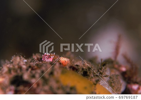 Hohobenimi no Umiushi Part⑤ 69769187