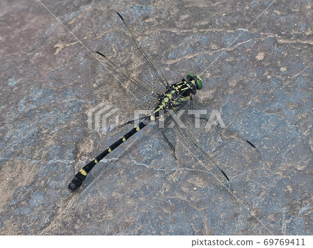 與鬼山非常相似的Kooniyama棲息在河石上 69769411